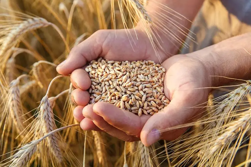 الجزائر تطرح مناقصة دولية لشراء القمح.. والعروض الثلاثاء
