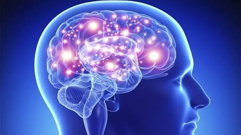 باحثة تحذر: مقدمات شيخوخة الدماغ المتسارعة قد تتشكل لدى حديثي الولادة في رحم الأم