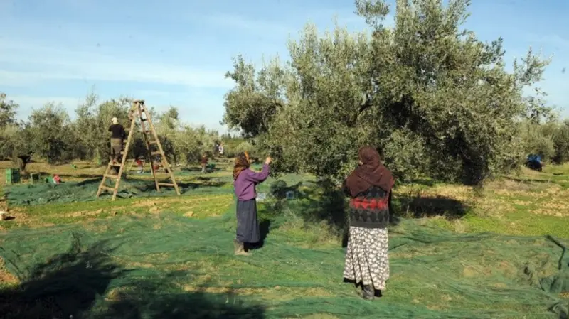 بنزرت.. تقديرات إنتاج قرابة 16 ألف طن من الزيتون