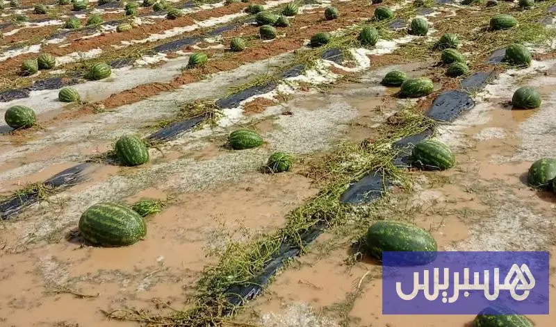 عامل زاكورة يحدد شروط زراعة البطيخ