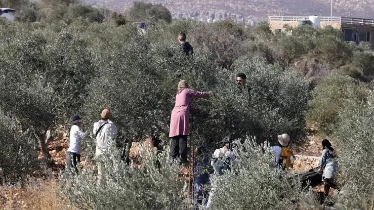 موسم الزيتون في قلقيلية بين اعتداءات المستوطنين وقيود الاحتلال