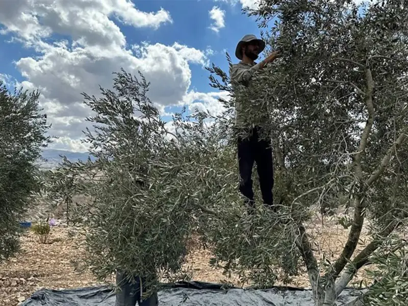 الأمم المتحدة تعتبر الهجوم على موسم قطف الزيتون الفلسطيني أداة للتهجير والسلب