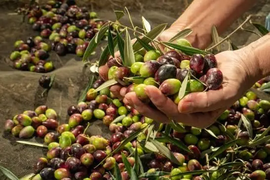 اليوم.. افتتاح موسم جني الزيتون بمدنين