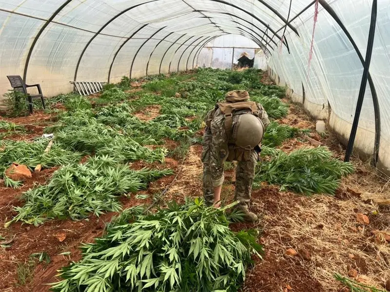 الجيش ضبط مخدرات وأتلف 14 خيمة مزروعة بالماريجوانا