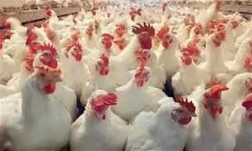 نقابة مربي الدواجن في بعلبك الهرمل: لحماية الإنتاج المحلي وتطوير القطاع