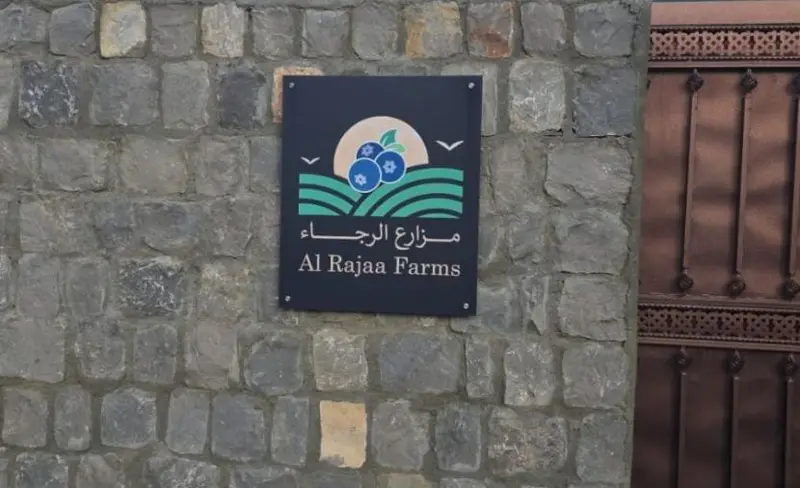 لأول مرة في عُمان.. "مزارع الرجاء" تنجح في زراعة التوت الأزرق بالجبل الأخضر