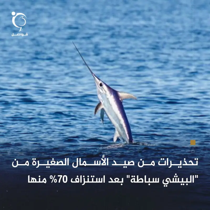 دعت وزارة الثروة البحرية بحكومة الوحدة، الصيادين إلى المساهمة في حماية أسماك أبو - اخبار ليبيا