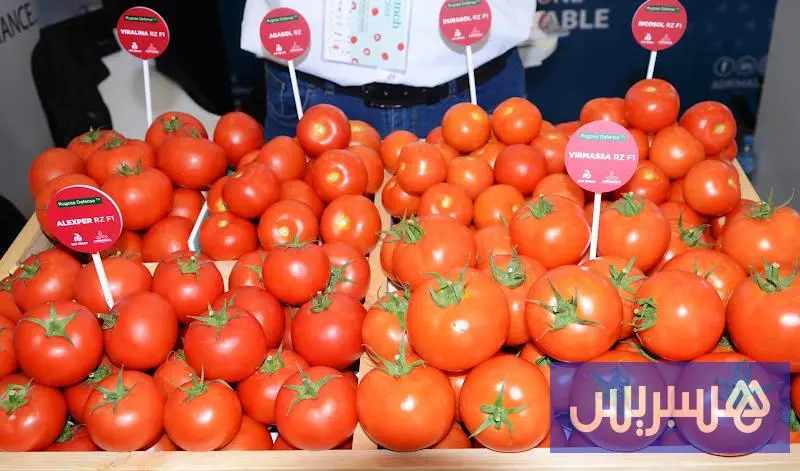 صادرات الطماطم المغربية إلى أوروبا تثير غضب المنتجين الإسبان مجددا