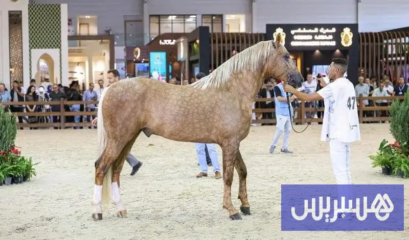 معرض الفرس يتوّج أجود الخيول البربرية