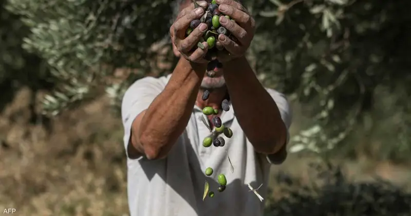 الذهب الأخضر في دائرة الخطر.. ماذا يحدث لزيتون الضفة؟