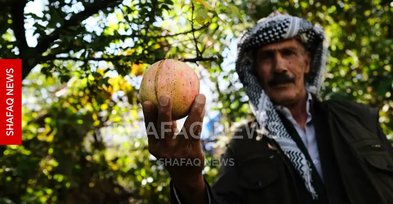 شفق نيوز..بعد سنوات الجفاف.. رمان "هيران" يغزو أسواق كوردستان (صور)