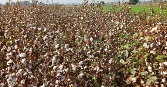 بشروط محددة.. الزراعة تسمح لـ5 محالج بحليج أصناف قطن تجارية إضافية