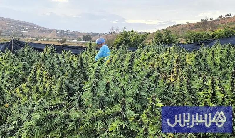 المغرب يسحب 1490 ترخيصا للقنب الهندي.. وهذه مساحات "حصاد الكيف"
