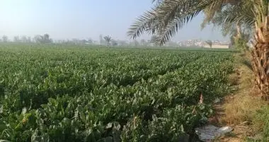 الرطوبة والندى يرفعان مخاطر الإصابة بالفطريات.. محاصيل تحتاج متابعة مع الخريف