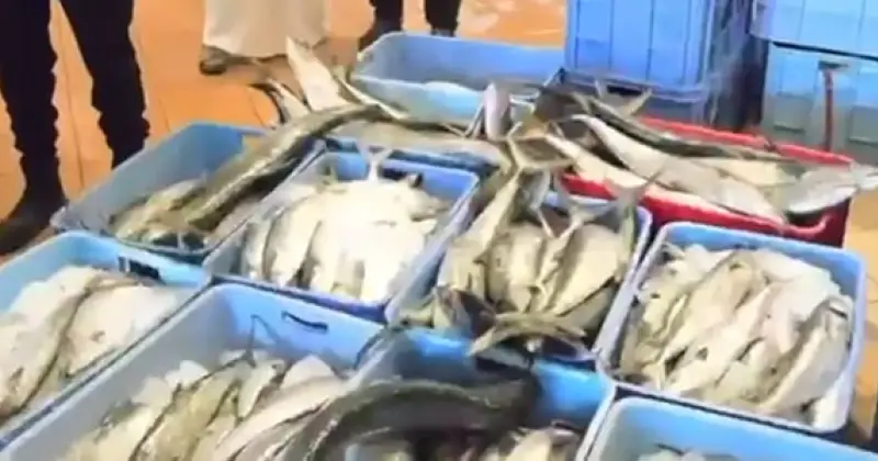 ضبط 773 كيلوغراماً من الأسماك الفاسدة في الأحمدي
