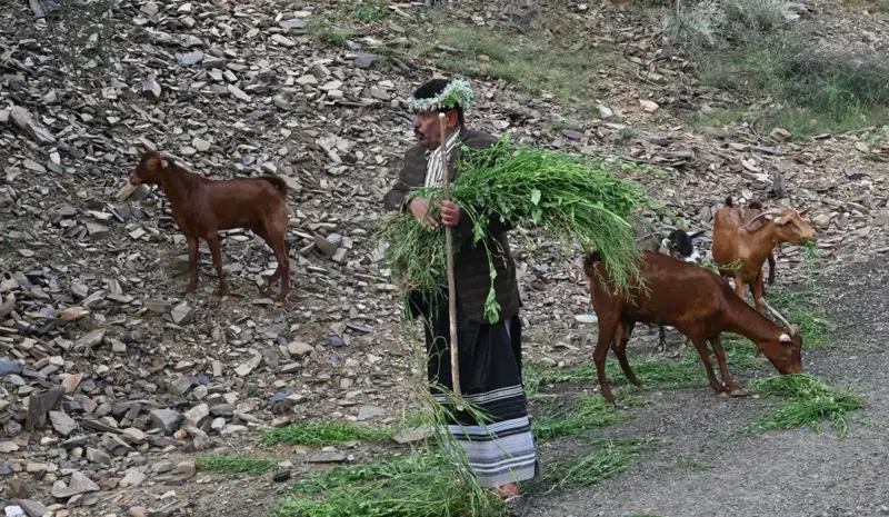 'ترويعة الراعي'.. نداءٌ شعبي يحفظ ذاكرة الرعي في جازان