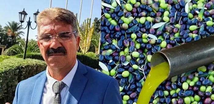 رئيس الاتحاد الجهوي للفلاحة بالقيروان لـ"الصباح نيوز": صابة الزيتون ترتفع بـ4% وانطلاق الجني يوم 26 أكتوبر