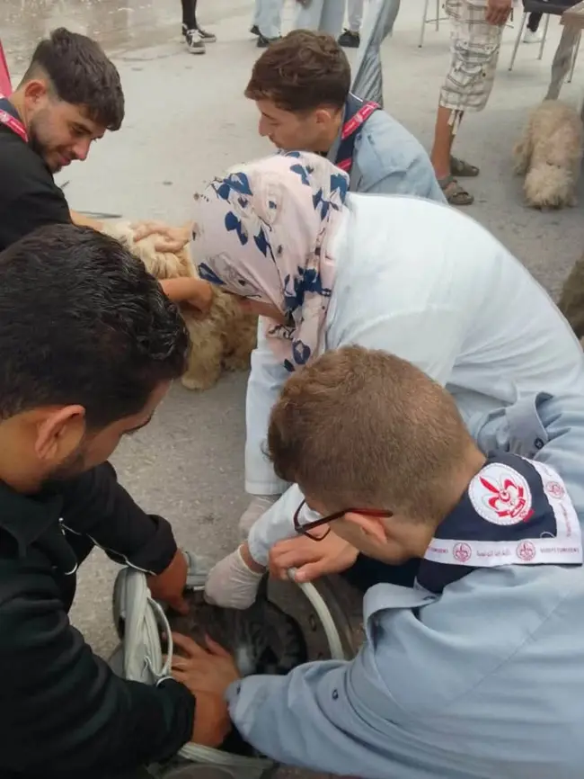 رأس الجبل.. تلقيح 726 كلباً وقطاً في إطار حملة "معاً أقوى"