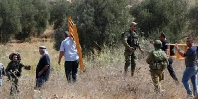 سرقة الزيتون والاعتداء على المزارعين.. الاحتلال والمستوطنون يصعّدون هجماتهم بالضفة