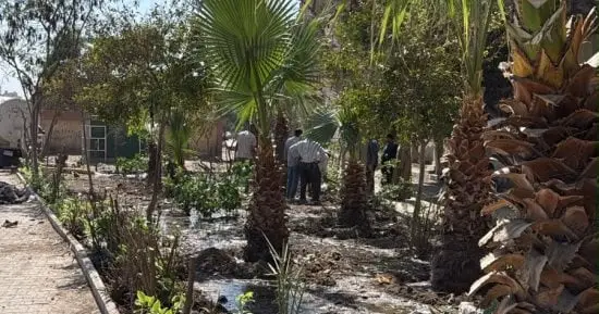 زراعة الأشجار بشارع الكيلانى فى المنيرة الغربية ضمن مبادرة اتحضر للأخضر