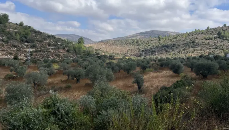 زيتون فلسطين: موسم قطاف بالدم!
