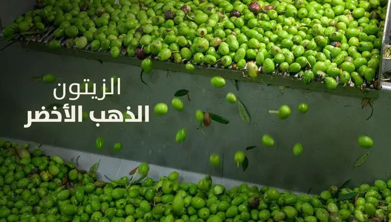 الزيتون... الذهب الأخضر - ملف خاص من النهار