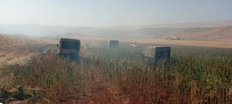 في البقاع.. الجيش يُتلف 60 دنماً من "الحشيشة" (صور)