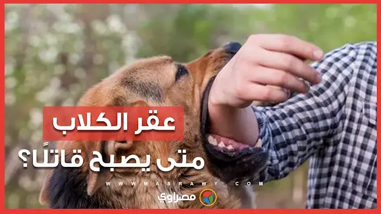 بعد حادثة العاشر من رمضان.. رئيس بحوث بمعهد الصحة الحيوانية يوضح: متى