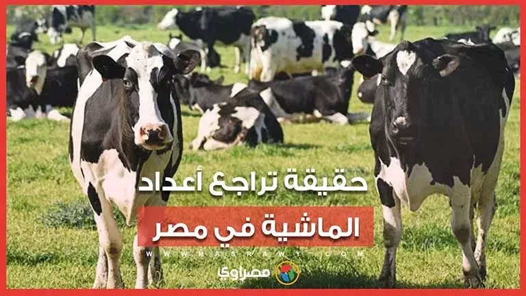 الحكومة تنفي تراجع أعداد الماشية 50%.. وتكشف أرقام الإنتاج المحلي