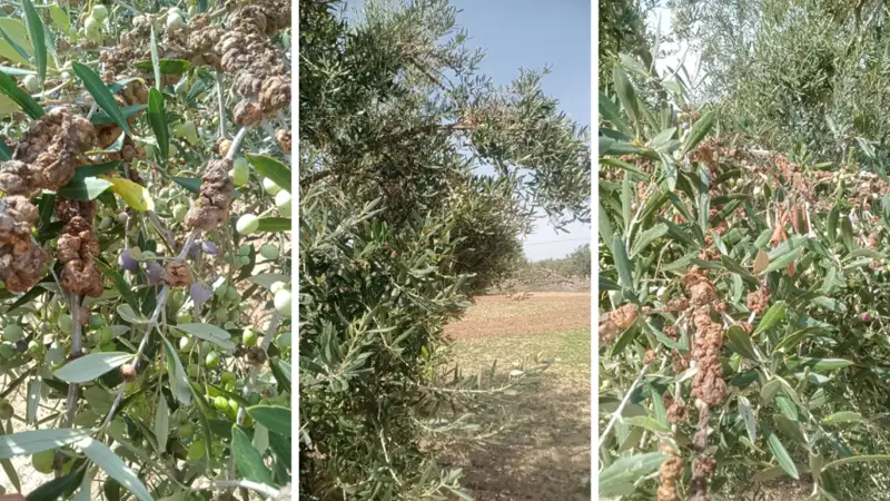 سلّ الزيتون بملولش.. وزارة الفلاحة تتحرّك ميدانياً لمحاصرة المرض