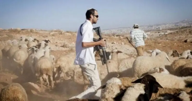 مستوطنون يقتلون 20 رأساً من الأغنام طعناً شرق رام الله