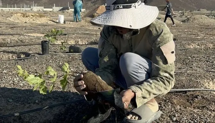 بدء زراعة 50 ألف شتلة عنب بمشروع مزارع العنب النموذجية بولاية إبراء